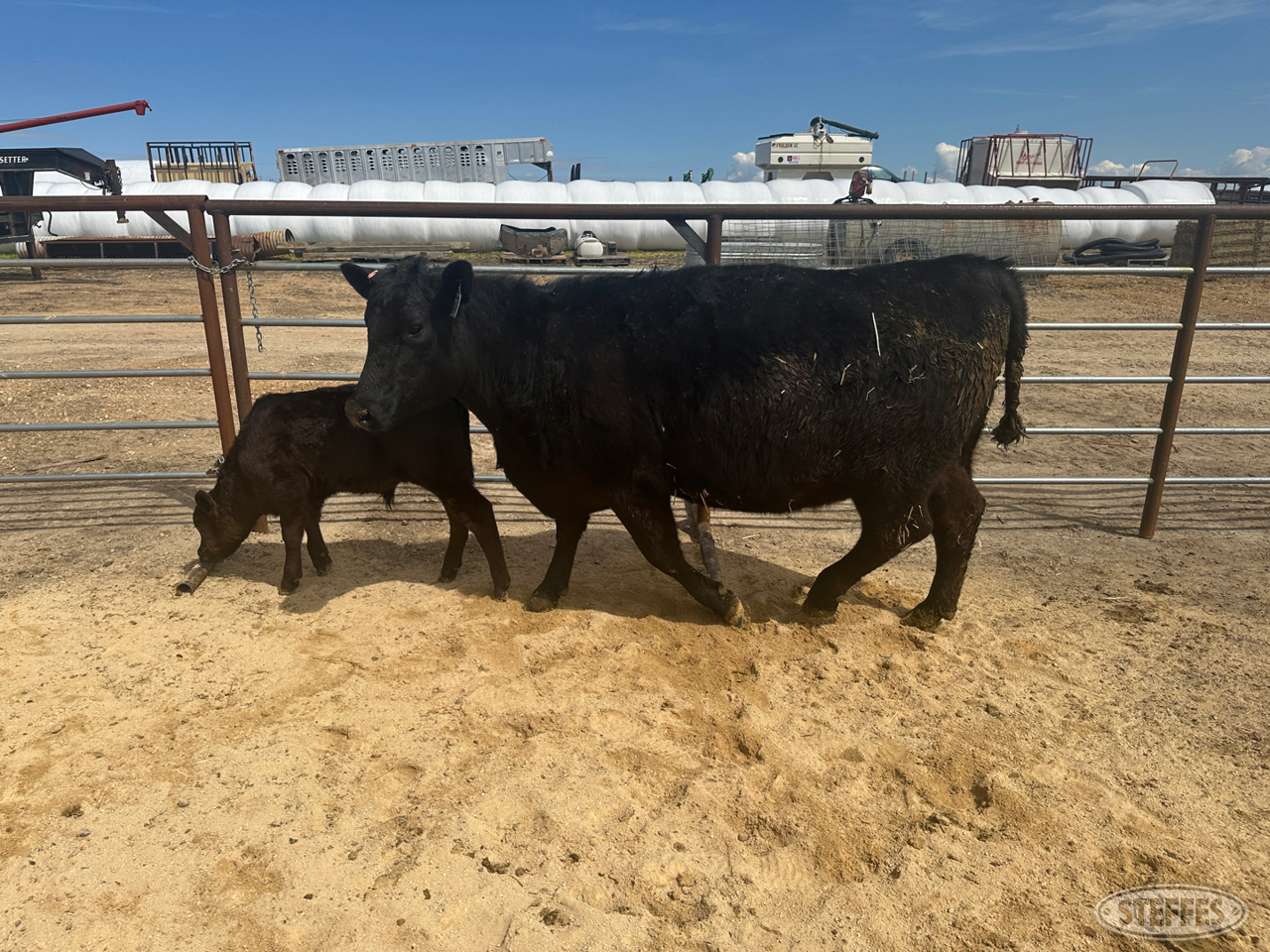 Cow/Calf Pair - Ear Tag 2205 & M09